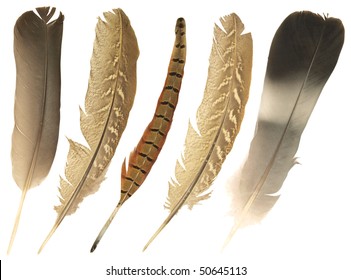 347,127 Feathers On Duck Images, Stock Photos & Vectors | Shutterstock