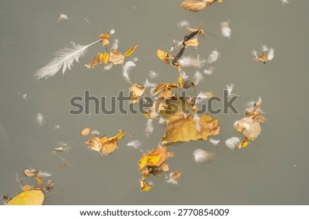 Feathers and leaves float on still water during autumn in a quiet outdoor setting
