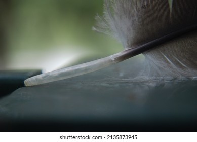 Feathers Make Up Birds' Wings And Help The Bird Stabilize During Flight. They Also Serve As Propellants, And Each Time The Animal Flaps Its Wings, It Gains More Energy. They're Like Airplane Engines T