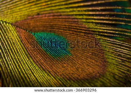 Feathers peacock tail, Tail Peacocks generated interest from various cultures, for its exuberance of colors and beauty of feathers. 