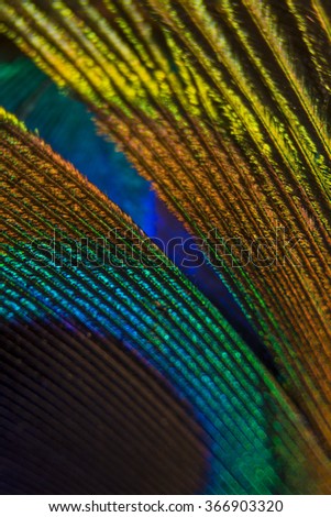 Feathers peacock tail, Tail Peacocks generated interest from various cultures, for its exuberance of colors and beauty of feathers. 