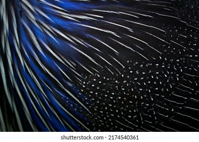 Feathers plumage bird close-up detail. Blue black brid art view. Vulturine guineafowl, Acryllium vulturinum, bird from Africa, nature wildlife. Blue grey feathers. - Shutterstock ID 2174540361