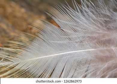 feathers in soft and blur style for the background
 - Shutterstock ID 1262862973