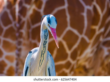 Feathers Versus Fur Crane Giraffe Backdrop Stock Photo 625647404