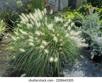 Feathertop plant Pennisetum Orientale green bush with white fluffy flowers bloom on a sunny day - Shutterstock ID 2200645305