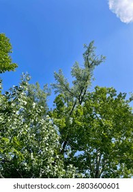 Feathery and Broad-Leaf Trees Reaching Skyward Against Brilliant Blue Summer Sky
