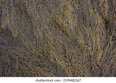 Feathery Brown Seaweed At Low Tide, As A Nature Background, Alki Point, Washington, USA
