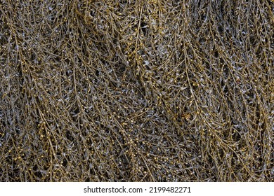 Feathery Brown Seaweed At Low Tide, As A Nature Background, Alki Point, Washington, USA
