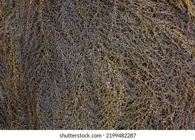 Feathery Brown Seaweed At Low Tide, As A Nature Background, Alki Point, Washington, USA
