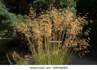Feathery Plumes of the Ornamental Giant Feather Grass or Golden Oats (Stipa Gigantea) Growing on a Sunny Summer Day in a Country Cottage Garden in Rural Devon, England, UK