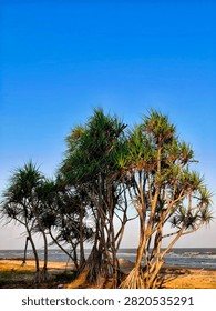 It features a cluster of Pandanus tectorius screw pine trees thriving on the edge of a sandy beach. The trees have grayish-brown, rough textured trunks, with some aerial roots extending down to the ground. Their long, narrow, dark green leaves grow in dense clusters at the tips of the branches. This group of trees dominates the center of the image, framing the vast expanse of the sea in the background.