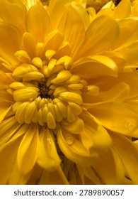 features an extreme macro, top-down view of a vibrant yellow chrysanthemum flower in full bloom. The frame is completely filled with layers of bright, golden-yellow