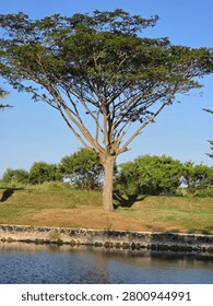 features a large, fully grown tree standing prominently on a grassy bank next to a body of water under a clear, bright blue sky.
​The tree has a thick trunk that splits into several strong, upward-reaching branches, creating a wide, umbrella-like canopy filled with green leaves. Its shadow is sharply cast on the grass behind it, indicating a bright, sunny day.
​The tree stands on an elevated grassy slope that drops down to a dark stone retaining wall lining the edge of a calm canal or river. In the background behind the slope, there are smaller green bushes and trees, completing the serene natural