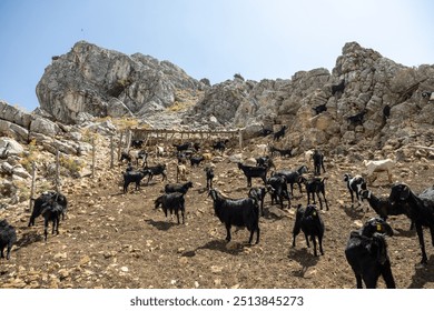 features a large group of goats grazing on a rocky mountain slope under a clear sky. The rugged landscape, with towering cliffs in the background, contrasts with the lively herd scattered across the u - Powered by Shutterstock