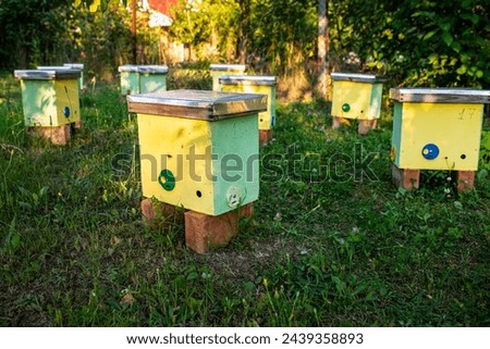 featuring nucleus hives for raising young bee colonies, sunny summer day in the garden. Beehives in the garden of a country house. Development and reproduction of bees concept