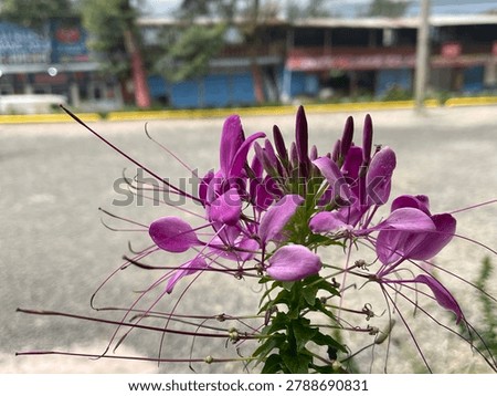 featuring the unique structure of the white, red, and purplish-purple spider flower (Cleome hassleriana) with upright buds and long, dangling stamens