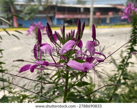featuring the unique structure of the white, red, and purplish-purple spider flower (Cleome hassleriana) with upright buds and long, dangling stamens