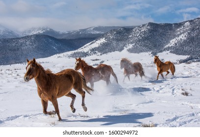 Feb 2019 - Nature pets animal horse Winter snow Colorado Field Livestock domestic brown mammal no people Ranch Life herbivorous group of animals animal themes animal wildlife domestic animals cold tem