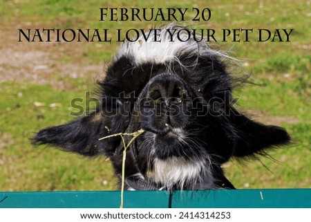 February 20 20th National Love Your Pet Day. Black and white alpaca at fence chewing. Cute adorable unusual uncommon pets. Livestock. Hobby farm. Face. Love friend friendship. Hoofed animals. 