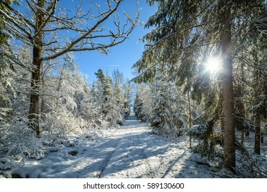 February In Swedish Forest