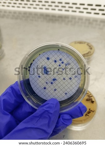 Fecal coliform growth on agar plate