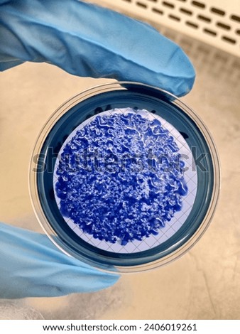 Fecal coliforms on agar plates