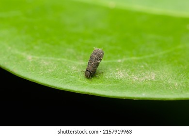 Fecal Shield Leaf Beetle On Leaf.
It Is Composed Of The Frass Of The Insect And Often Its Exuviae, Or Bits Of Shed Exoskeleton. Used Selective Focus.