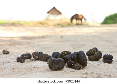 Feces of horses. Feces of horses eating grass on the ground.