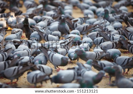 Fed pigeons at the city square. Jaipur, India