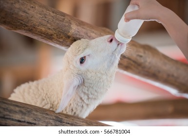 Feed Baby Sheep With Milk Fed From Bottle.