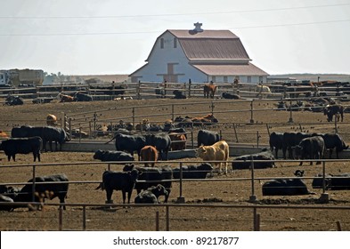 Feed Lot With Barn