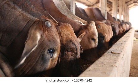 Feed Cattle Farm Feedlot