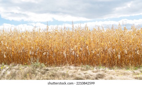 Feed Corn Harvest In Autumn. Growing Corn For Grain For Further Plantings. Dried Corn Crop. Corn Crop Failure Due To Global Warming. Food Crisis Concept.