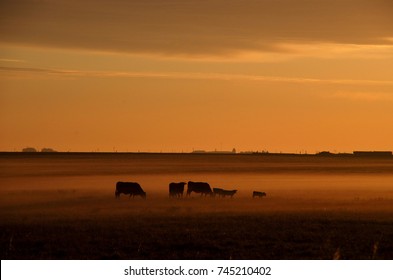 Feed Lot Cows