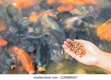 Feed The Fish, Close Up Brown Pellets Feeds For Fish In Hand, Feed Fish From Feeding Food On Water Surface Ponds On Water Surface Ponds, Fish Farm