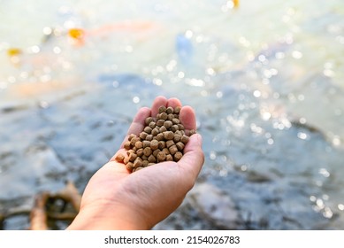 Feed The Fish, Close Up Brown Pellets Feeds For Fish In Hand, Feed Fish From Feeding Food On Water Surface Ponds On Water Surface Ponds, Fish Farm