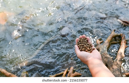 Feed The Fish, Close Up Brown Pellets Feeds For Fish In Hand, Feed Fish From Feeding Food On Water Surface Ponds On Water Surface Ponds, Fish Farm