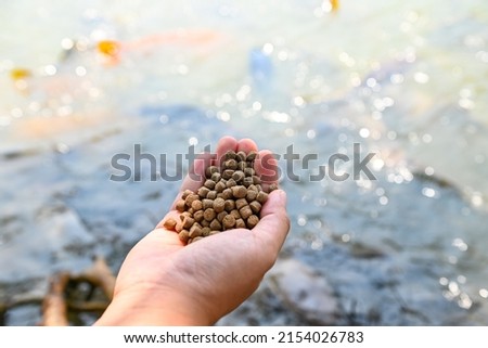 Feed the fish, close up brown pellets feeds for fish in hand, feed fish from feeding food on water surface ponds on water surface ponds, fish farm