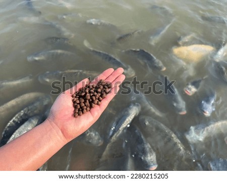 Feed the fish, close up brown pellets feeds for fish in hand, feed fish from feeding food on water surface ponds on water surface ponds, fish farm