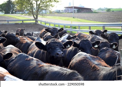 Feed Lot Full Of Black Cows