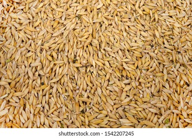 Feed Grain. Wheat Sixth Grade.