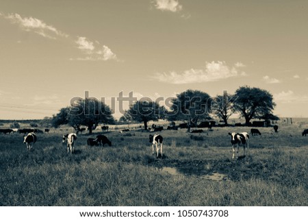 Similar – tomb old trees cows