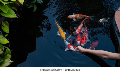 Feed The Japan Koi Or Fancy Crap With Your Bare Hands. Fish Tamed To The Farmer. An Outdoor Koi Fancy Fish Pond For Beauty. Popular Pets For Asian People Relaxation And Feng Shui Meaning Good Luck. 