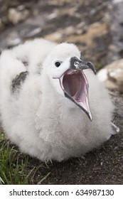 Feed Me! Hungry Albatross Baby.