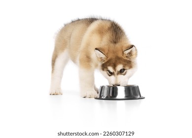 Feed. One little dog, cute beautiful Malamute puppy eating from food bowl isolated over white background. Pet looks healthy and happy. Concept of care, love, animal life. Copy space for ad - Powered by Shutterstock