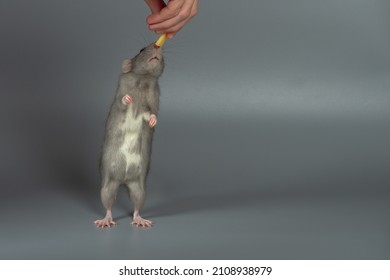 To Feed A Pet Rat With Cheese, The Rat Stands On Its Hind Legs And Reaches For Food.