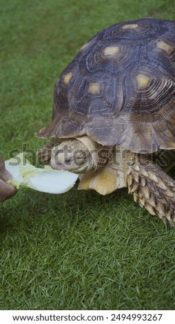 Feed a pet turtle in the yard with vegetables