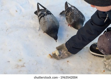 Feed pigeons bread in winter in the snow from the palm of your hand.