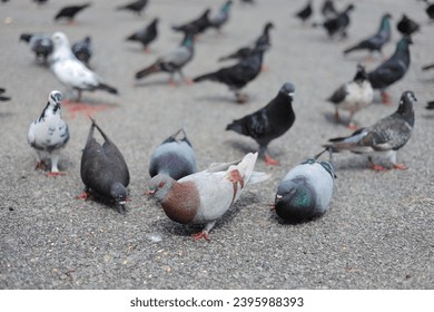 Feed the pigeons in the garden