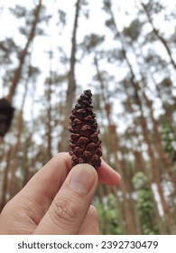 feed of pine up to sky